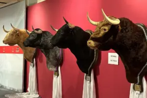 Cabeza de toro disecada